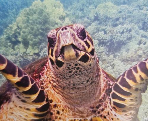 a close up of a sea turtle swimming in the ocean at Comfort Location Reasonable Price 2 blocks 2 the beach in Kailua-Kona