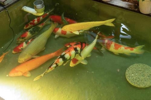 a group of koi fish sitting on top of a table at Yangshuo Hidden Dragon Villa in Yangshuo