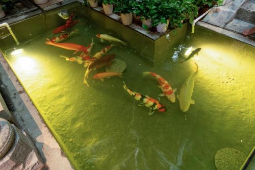a group of koi fish swimming in a pond at Yangshuo Hidden Dragon Villa in Yangshuo