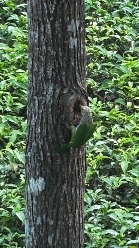 a bird sitting on the side of a tree at ROOTS by MOUNT OLIVE in Siliguri