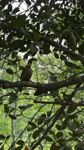 a group of birds sitting on a tree branch at ROOTS by MOUNT OLIVE in Siliguri