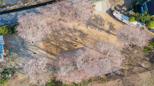 an overhead view of trees in a park at Gapyeong ebenzer Pension in Gapyeong