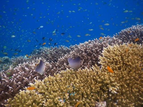 a coral reef with fish in the ocean at Mares Homestay-Raja Ampat in Fam