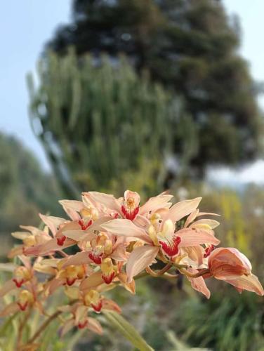 a close up of a pink flower with trees in the background at Maliani Farms in Takdāh