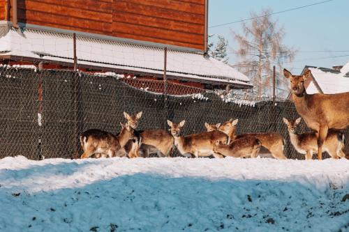アパートホテルの敷地内または近くにいる動物