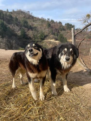 two dogs are standing next to a fence at La Locanda Del Poeta in Acri