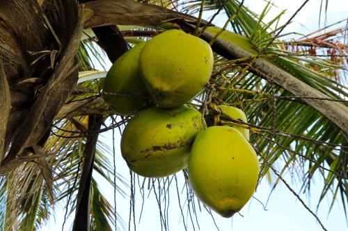 a bunch of green bananas hanging from a palm tree at Casa das Palmeiras - Palm Tree House in Ponta do Ouro