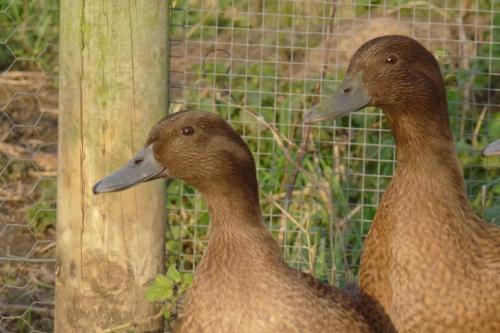 Animales en el bed & breakfast o alrededores