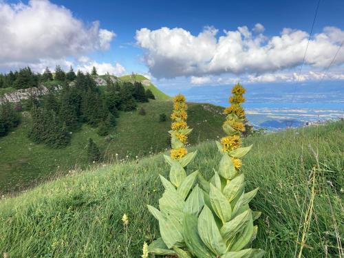 a group of plants on a grassy hill at Spacious apartment in old farm close to Lac de Vouglans in La Tour-du-Meix