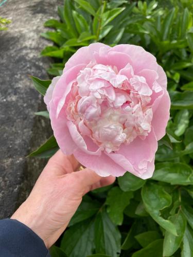 a person holding a pink rose in their hand at Belle Fontaine in Bourges