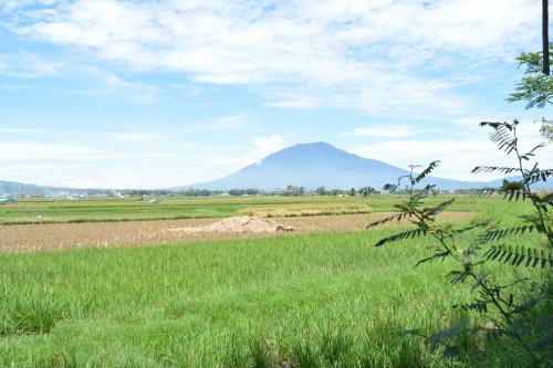 a field of grass with a mountain in the background at Koto Hilalang Homestay in Bukittinggi