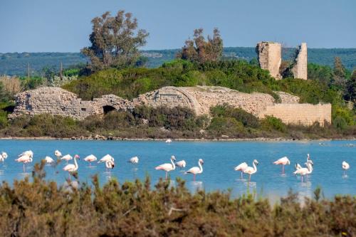a flock of flamingos are standing in the water at Casa Tulipano 1 SX a soli 200 mt dal mare di Torre Colimena in Torre Colimena