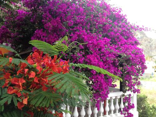a bunch of purple flowers on a white fence at Aldeia Jerome in Paul