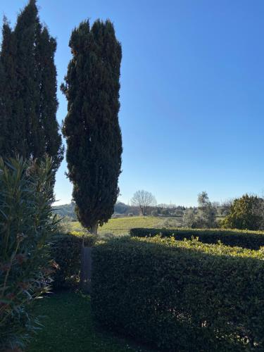 two trees in a garden next to a hedge at CasaLeTolfe Residence in Siena