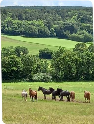 a group of horses standing in a field at Les Colibris in Tréhorenteuc