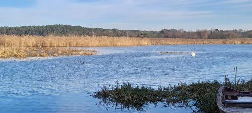 two people are swimming in a large lake at Leśniczówka Zielony Zakątek in Sulejów