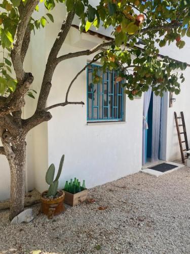 Un árbol al lado de un edificio con una ventana. en Casa Trullo Bianco: Casa Vicino, en Ceglie Messapica