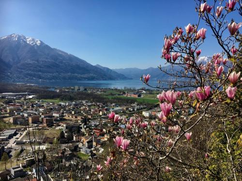 a magnolia tree with a view of a city and a lake at Casa Ai Lupi with Panoramic view in Gordola