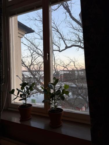 two potted plants sitting on a window sill at Rindö Hamn Bed & Breakfast in Vaxholm