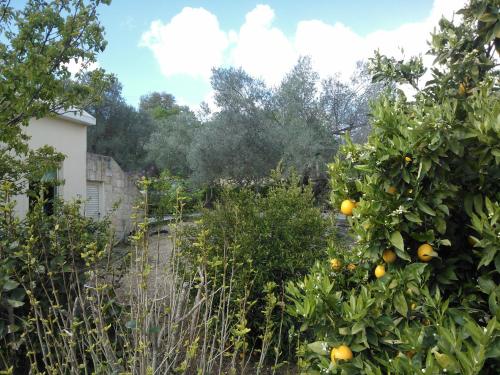 Zahrada ubytování Villa Koumneni