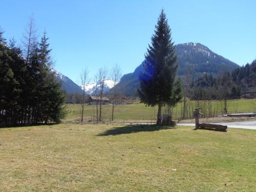 a tree in a field with mountains in the background at Holiday-Appartements in Flachau
