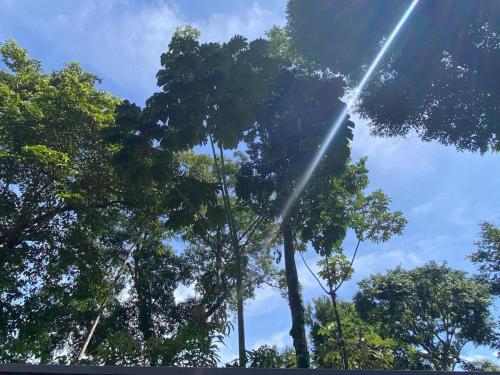 a group of trees with the sun shining through them at Casa MILUCO Maison privée vue sur mer in Puerto Viejo