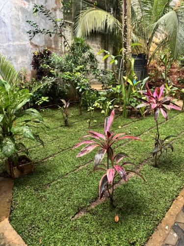 a garden with some plants on the grass at Santino Mirissa in Mirissa