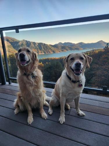 Haiwan peliharaan atau haiwan-haiwan peliharaan yang menginap dengan tetamu di Dream View Lake House