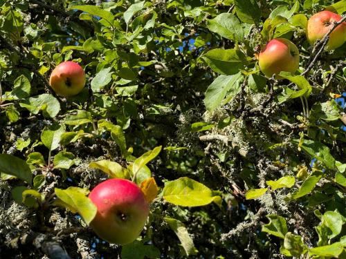 a group of apples growing in an apple tree at House with playground visit Isaberg and High Chaparral in Dannäs