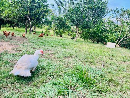 a white chicken sitting in the grass in a field at Verde Amanecer in Doradal
