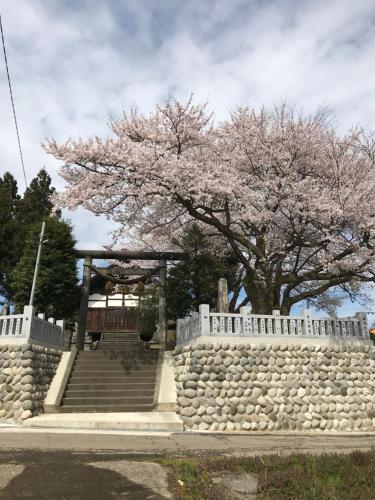 a tree with pink flowers on a stone wall at ヨーコのお宿 わくわく in Toyama