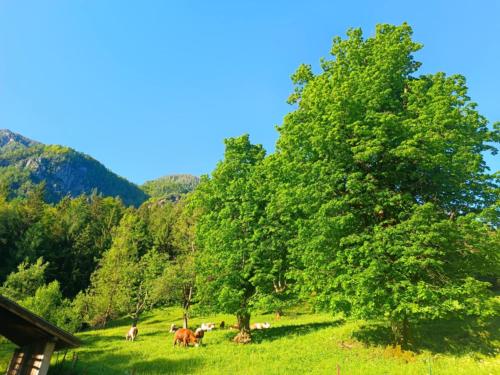 ホステルの近くで見られる自然の景観