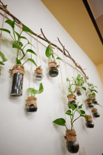 a group of plants hanging on a wall at Poiana Bucovat in Gura Humorului