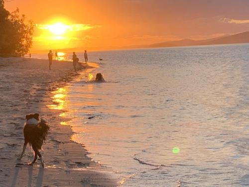 a dog walking on the beach at sunset at Bagnalls beach house in Corlette