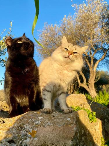 two cats sitting on top of a rock at Villa Boeddu, relax tra mare e campagna in Alghero