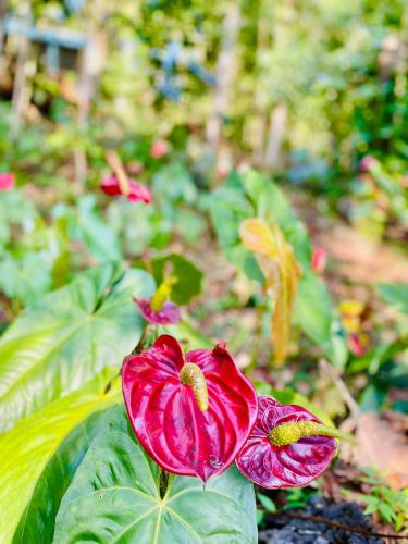 a red flower in a garden with green leaves at Crystal Villa Knuckles in Kandy