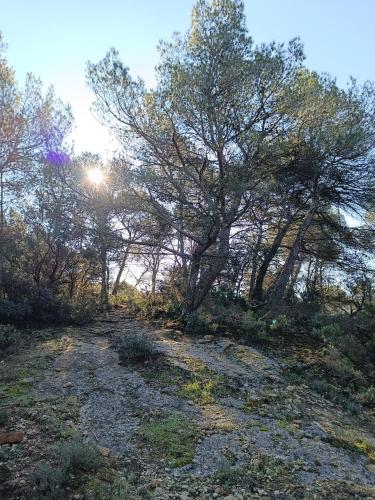 un chemin de terre avec des arbres dans un champ dans l'établissement Le Refuge des Cigalons, à Cavaillon