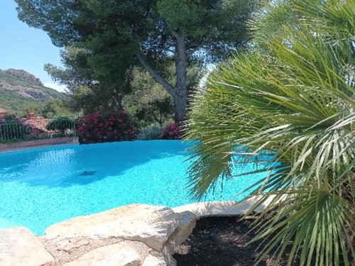 une grande piscine bleue avec un palmier dans l'établissement le dramont, à Saint-Raphaël