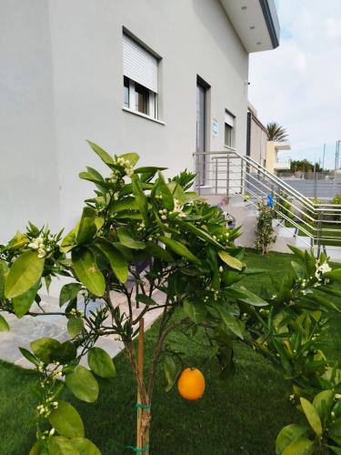 an orange tree in front of a building at Aloha Inn in Artemida
