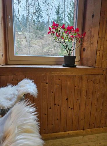 a dog looking out a window at a vase with red flowers at GITE O FIL DU BOIS avec spa et piscine à Longchaumois - du samedi au samedi in Longchaumois