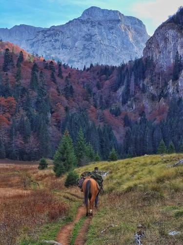 a horse walking on a field with a mountain in the background at Guest House Ethno Village Milogora in Pluzine