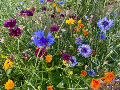 a bunch of colorful flowers in a field at La Clé des Champs - Studio PiscineSPA-Sauna au jardin tropical idyllique et bucolique in Jouarre