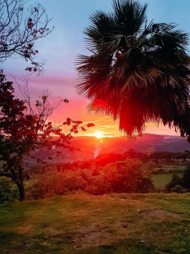 a palm tree with the sunset in the background at Podere Bellavista in Monterotondo