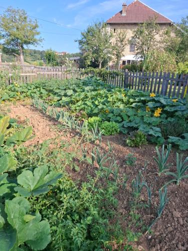 a garden with cabbage and other crops in a yard at Chambres d'hôtes Sous les chênes in Gondenans-Montby
