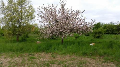 a tree in the middle of a grassy field at Gästehaus Schmidt in Boltenhagen