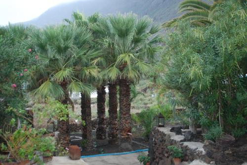 a group of palm trees in a garden at Apartamentos Finca Wapa in Frontera