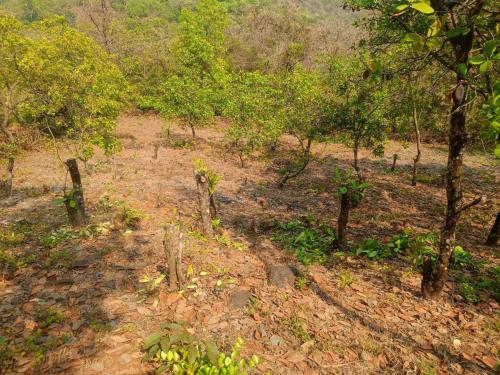 Landskap semula jadi dekat dengan perkhemahan ini