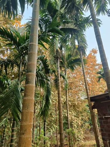 Taman di luar The Pardalewadi Farmhouse