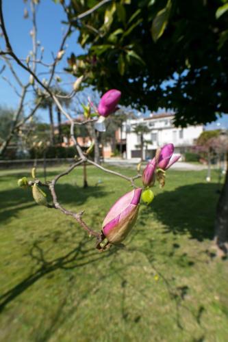 a branch of a tree with pink flowers on it at Hotel Olimpia in Sirmione