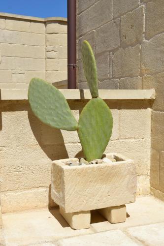 a green cactus in a stone pot next to a wall at Corte Kalìnora in Martano
